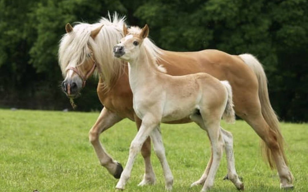 Le lait de jument, un super aliment !